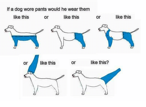 The most important  and the best photos on the Internet is how a dog wears pants SR SoftReviewed